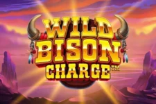 wild-bison-charge